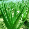 Aloe Vera Leaf Extract