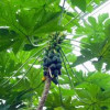 Carica papaya dry leaves