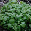 Melissa Officinalis