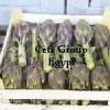 ARTICHOKE OFFER