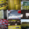 Bulk Dried Blueberries