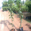 Mango Grafted