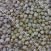 White Sorghum