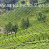 Kerala Honeymoon Packages