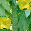 Biharatter Melon P.E.