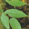 Epimedium Extract